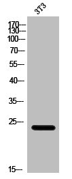 EIF4E3 Antibody