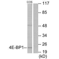EIF4EBP1 Antibody