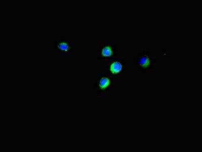 EIF4EBP1 Antibody