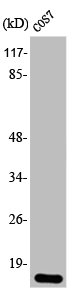 EIF4EBP1 Antibody