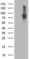EIF4E2 Antibody
