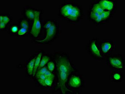 EIF4ENIF1 Antibody