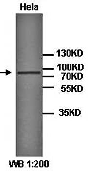 EIF4ENIF1 Rabbit Polyclonal Antibody