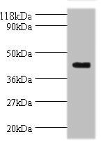 ELAVL2 Antibody
