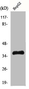 ELAVL2 Antibody