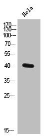 ELAVL2/ELAVL4 Antibody