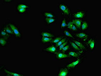 ELAVL4 Antibody