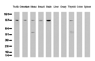 ELL Antibody