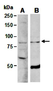 ELL2 (C2) Antibody, Rabbit Polyclonal