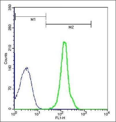 ELL Rabbit Polyclonal Antibody