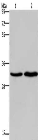 ELOVL1 Antibody