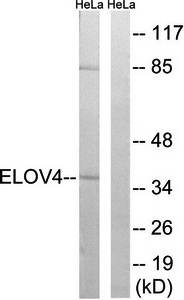 ELOVL4 Antibody