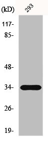 ELOVL6 Antibody