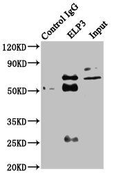 ELP3 Antibody