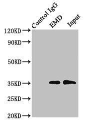 EMD Antibody