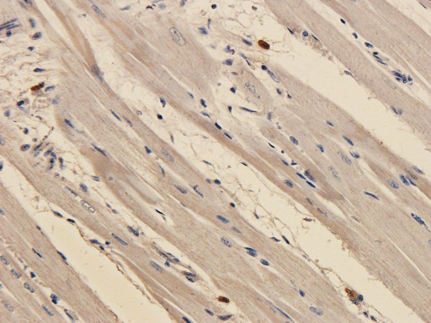 Emerin Rabbit Polyclonal Antibody