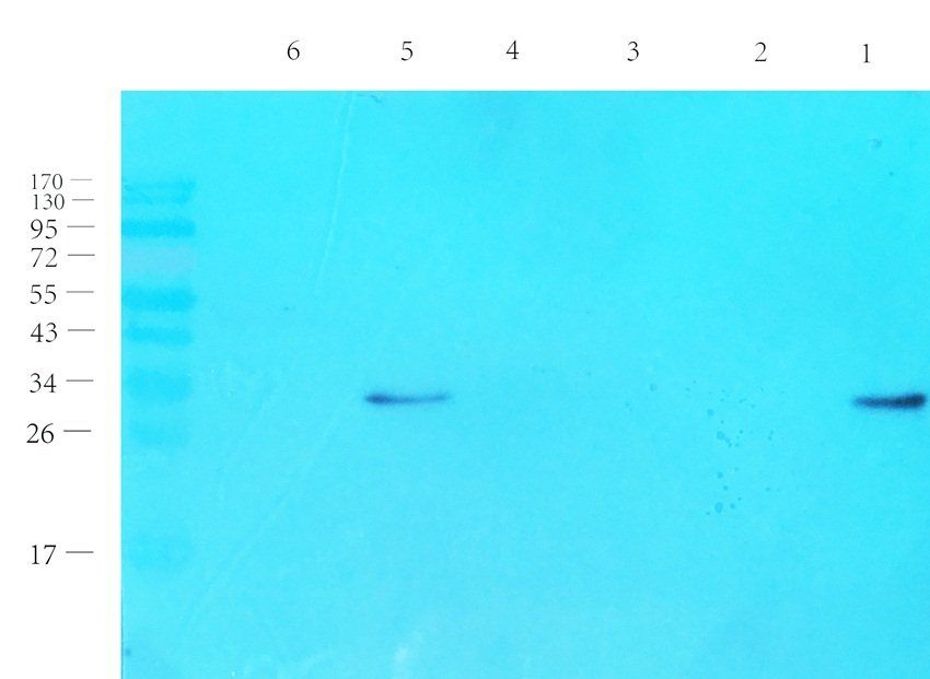 Emerin Rabbit Polyclonal Antibody