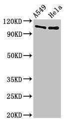 EML4 Antibody