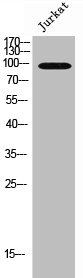 ADGRE1 Antibody