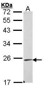 Endomucin antibody [N1C2]