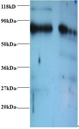 ERP29 Antibody (Biotin)