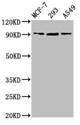 HSP90B1 Antibody