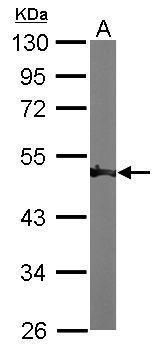 ENO1 antibody [N3C3]