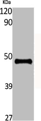 ENO2 Antibody