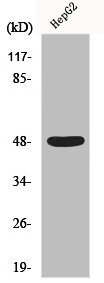 ENO2 Antibody