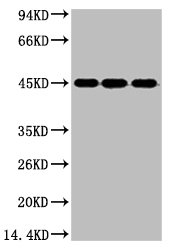 ENO2 Antibody