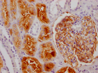 ENPEP Antibody