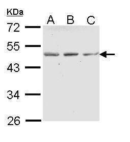 ENTPD5 antibody [N1N3]