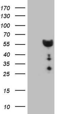 CCL11 Antibody