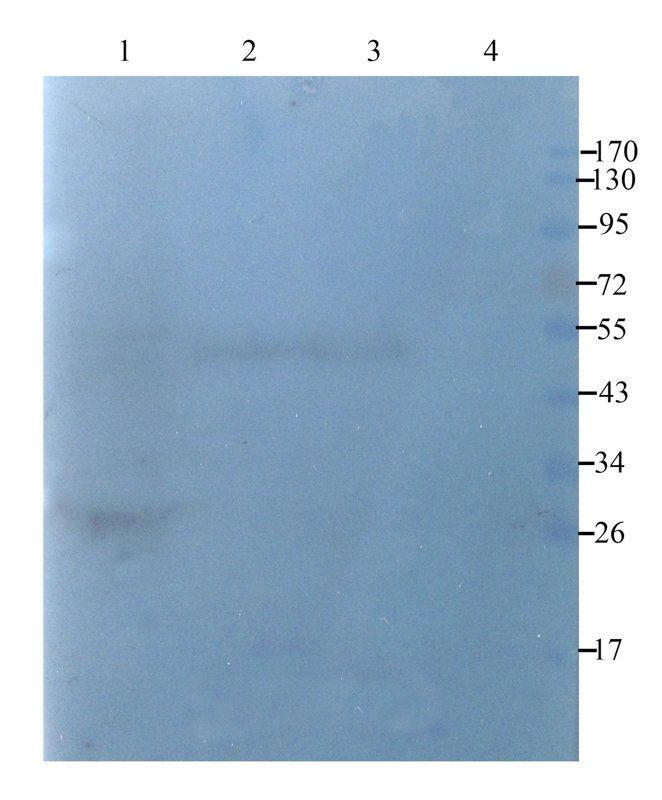 EpCAM Rabbit Polyclonal Antibody