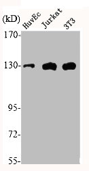 EPHA2/EPHA3/EPHA4 Antibody