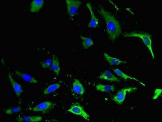 EPHA4 Antibody