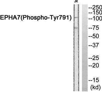 EPHA7 (Phospho-Tyr791) Antibody