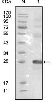 EphB3 Antibody