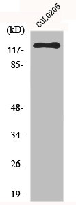 EPHB6 Antibody