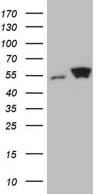 EFNA3 Antibody