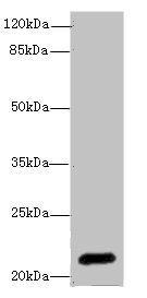 EPO Antibody