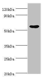 EPHX1 Antibody