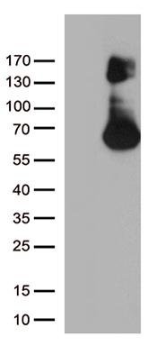 EPHX1 Antibody