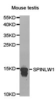 EPPIN Antibody