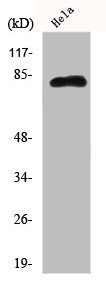 EPS8L2 Antibody