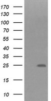 EPN2 Antibody