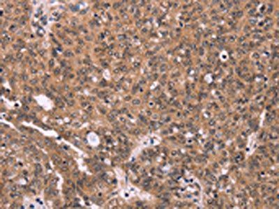 ERAS Antibody
