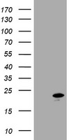 ErbB 3 Antibody