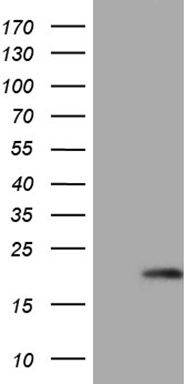 ERCC1 Antibody