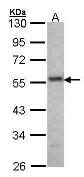 ERG antibody [C3], C-term